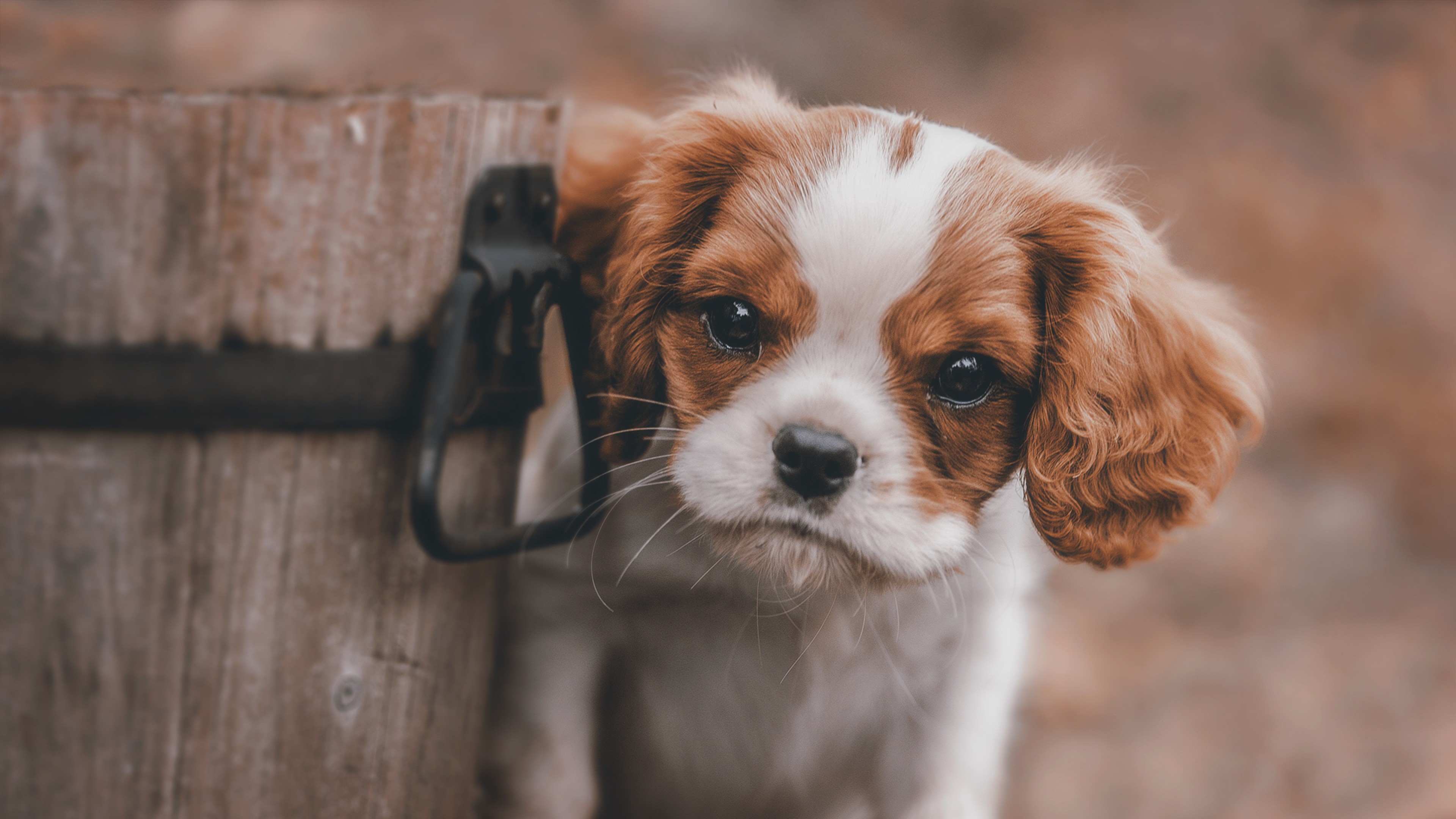 Cute puppy