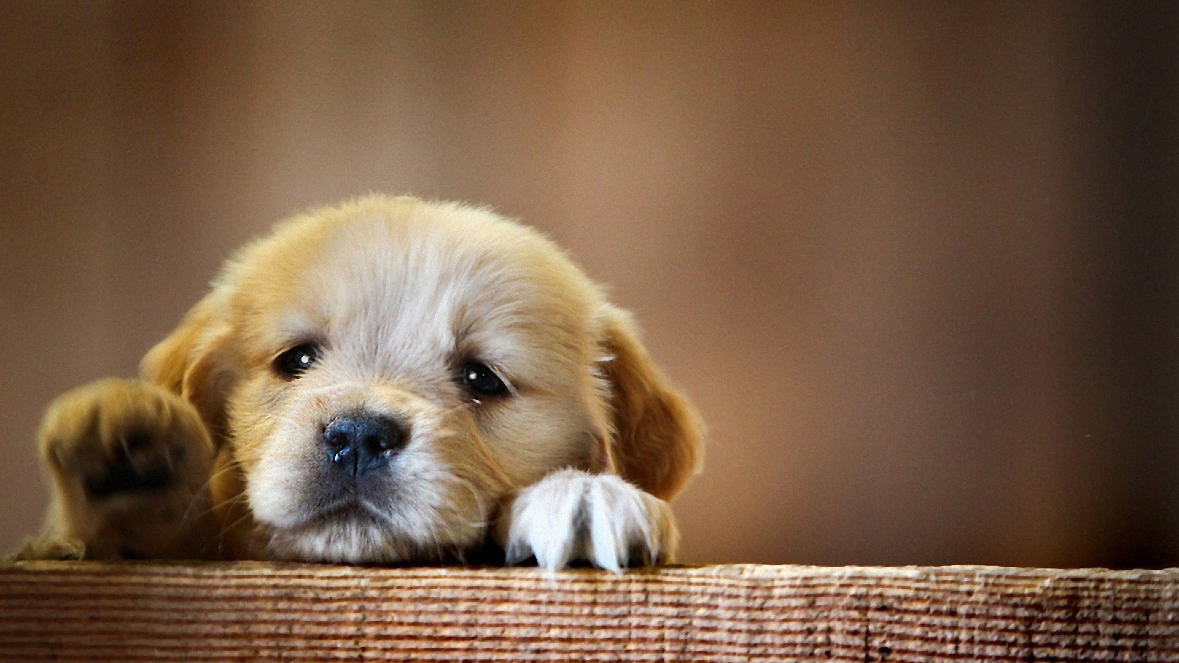 Puppy